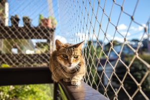 gato deitado numa varanda com rede de proteção
